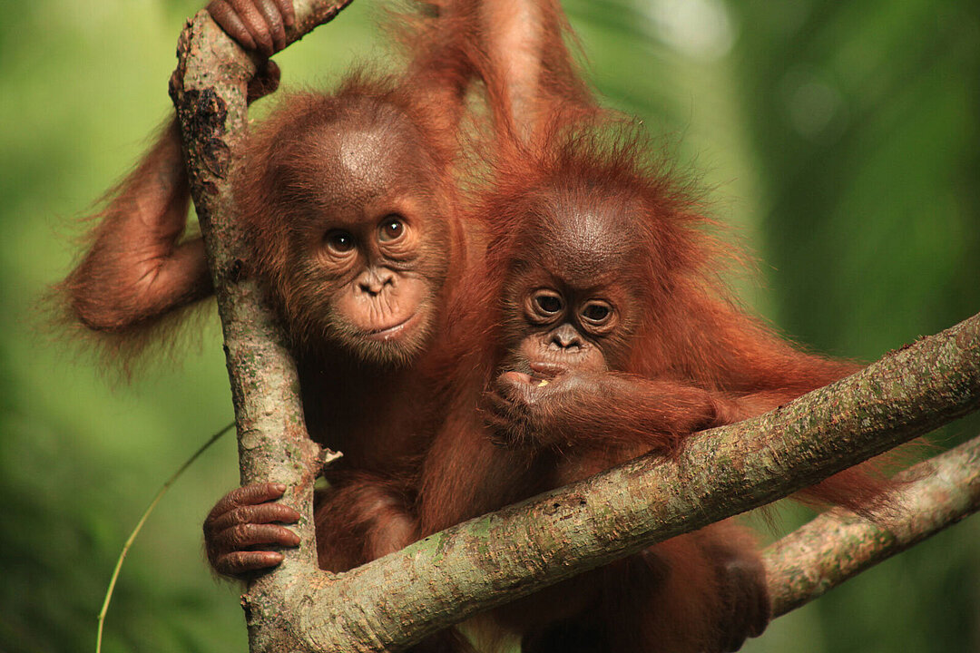 Zwei Orang-Utan-Jungtiere.