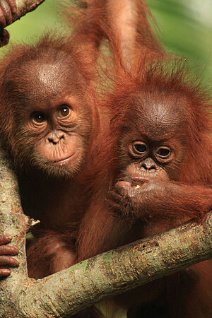 Zwei Orang-Utan-Jungtiere