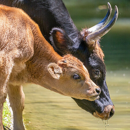 Ein Auerochse und ein Kalb trinken aus einem Bach im Tierpark Hellabrunn. 