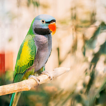 A Chinese parakeet at Hellabrunn Zoo sits on a branch.