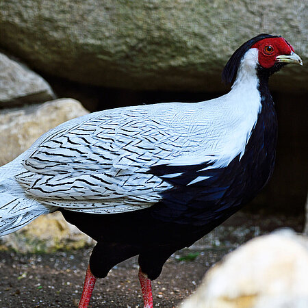 The picture shows a silver pheasant in the zoo Hellabrunn. 
