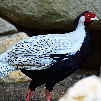 Das Bild zeigt einen Silberfasan im Tierpark Hellabrunn. 