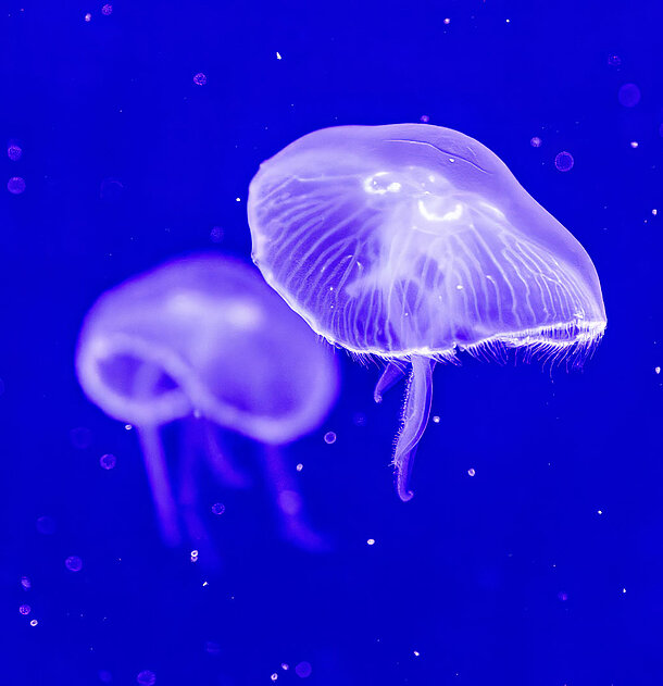 Ohrenquallen Zwei Ohrenquallen schweben im Wasser.