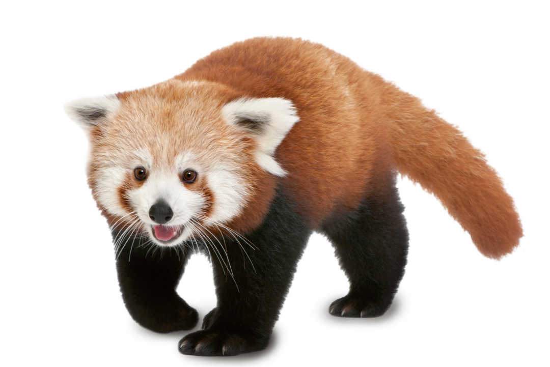 Pygmy Red Panda
