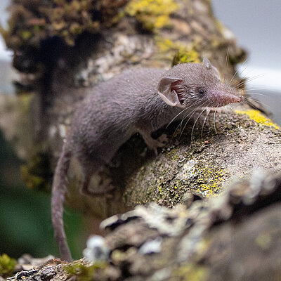 [Translate to English:] Kleine graubraune Etruskerspitzmaus sitzt auf einem Stück Ast