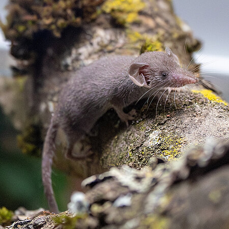 Kleine graubraune Etruskerspitzmaus sitzt auf einem Stück Ast