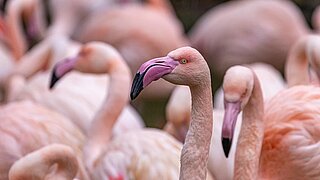 Rosaflamingos in der Voliere im Tierpark Hellabrunn