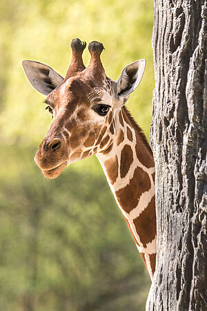 Eine Giraffe.