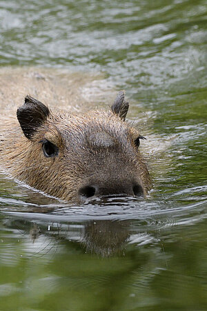 Ein Capybara.