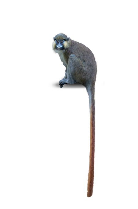 A blue guenon cat A blue guenon cat looks straight at you.