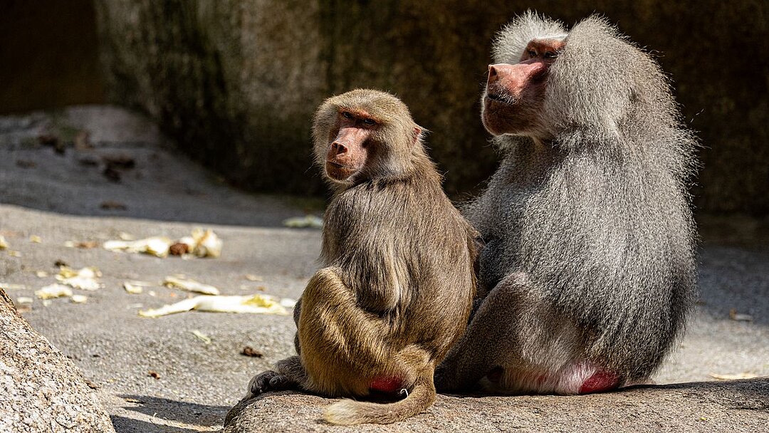 die Gruppe der Mantelpaviane aus dem Tierpark Hellabrunn sind nach Bosnien bzw. Algerien umgezogen