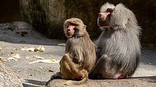 die Gruppe der Mantelpaviane aus dem Tierpark Hellabrunn sind nach Bosnien bzw. Algerien umgezogen