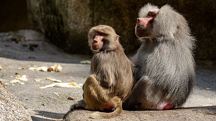 die Gruppe der Mantelpaviane aus dem Tierpark Hellabrunn sind nach Bosnien bzw. Algerien umgezogen