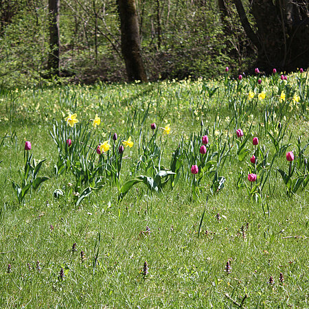 Eine Frühlingswiese