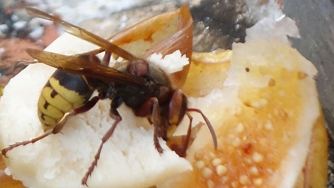 Eine Wespe sitzt auf einer gelben Frucht.