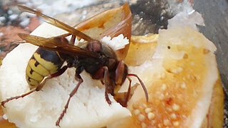Eine Wespe sitzt auf einer gelben Frucht.