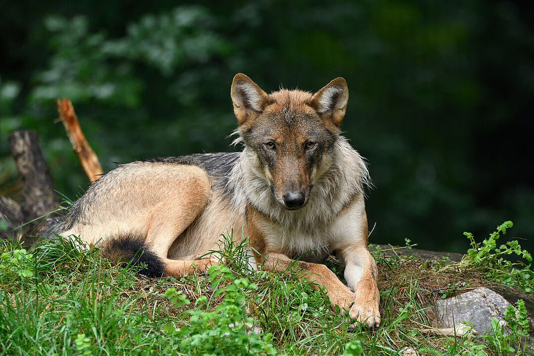 Ein europäischer Wolf liegt auf Grasboden.