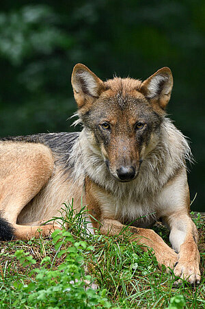 Ein Wolf liegt im Gras.