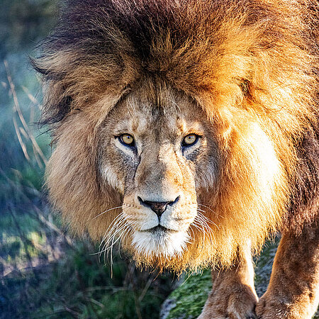 Auf dem Bild ist ein männlicher Löwe mit einer dichten, dunklen Mähne zu sehen.