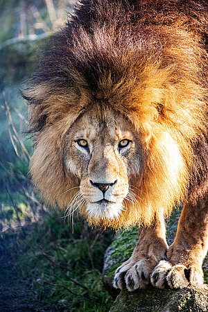Auf dem Bild ist ein männlicher Löwe mit einer dichten, dunklen Mähne zu sehen.