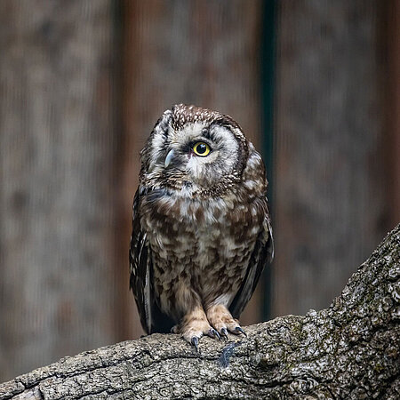 Raufusskauz Ein Raufusskauz sitzt auf einem herbstlichen Ast im Tierpark Hellabrunn.