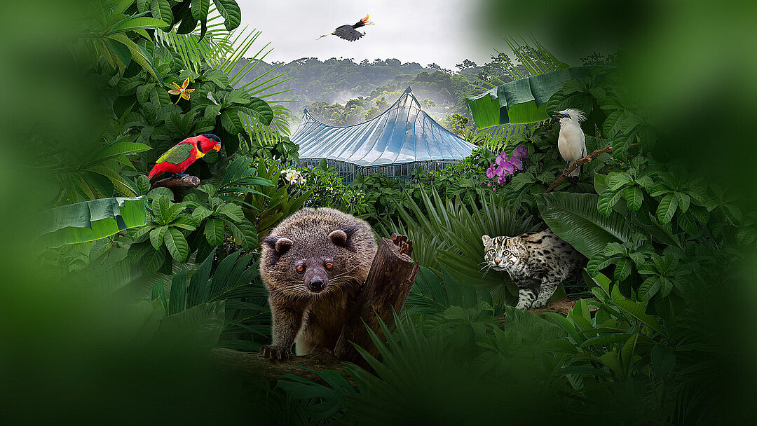 Im Juni 2026 wird die Dschungelwelt in Hellabrunn vollständig saniert wiedereröffnet.