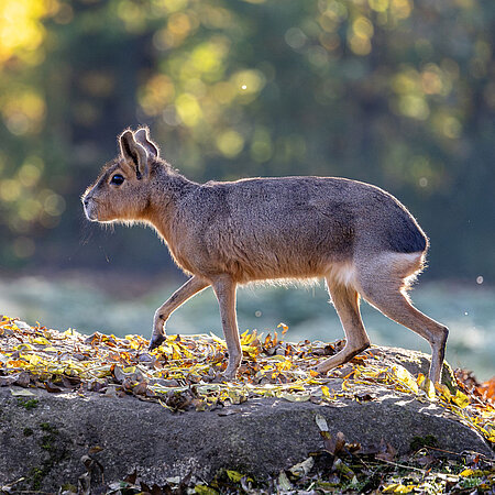 [Translate to English:] Ein brauner, großer Pampashase läuft über herbstliche eingefärbtes Gras.