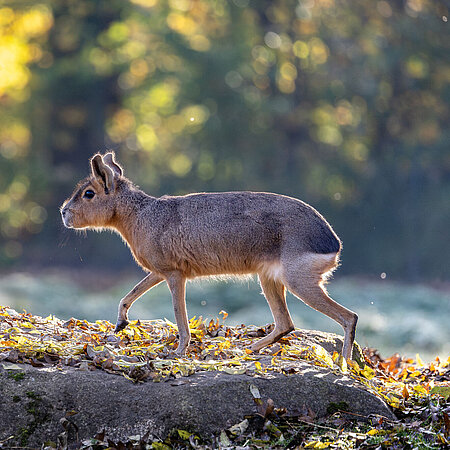 [Translate to English:] Ein brauner, großer Pampashase läuft über herbstliche eingefärbtes Gras.