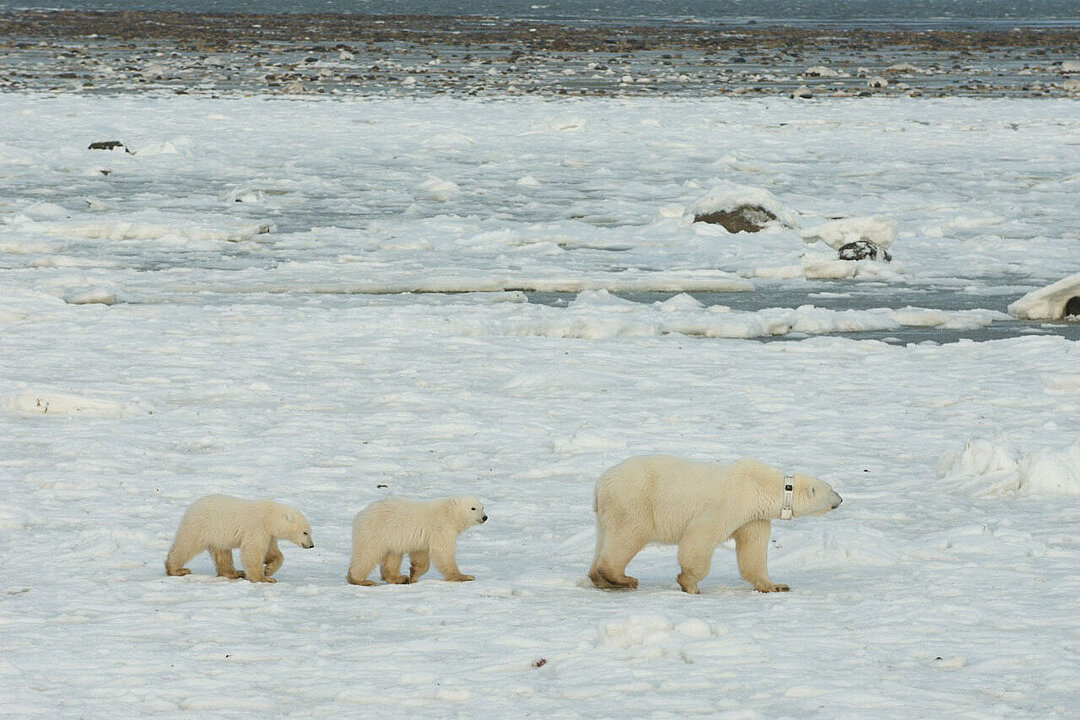 Drei Eisbären in der kanadischen Hudson Bay.