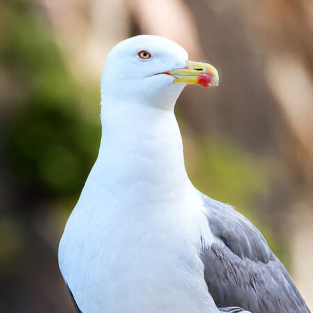  The picture shows the portrait of a european herring gull.