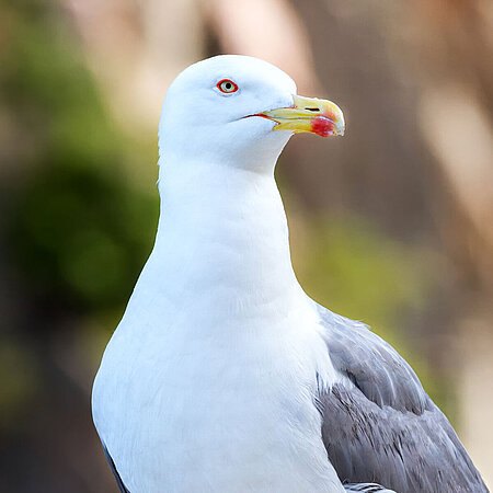 The picture shows the portrait of a european herring gull.