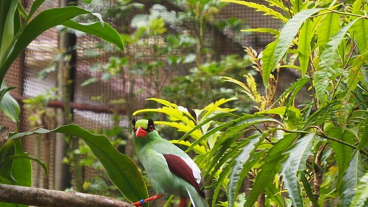 Singvogel in der Zuchtstation von Cikananga in Indonesien