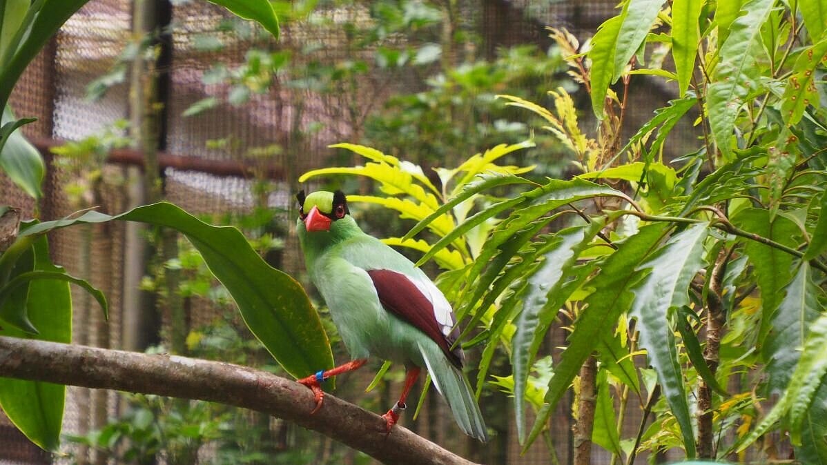 Vogel in Zuchtvoliere in Cikananga