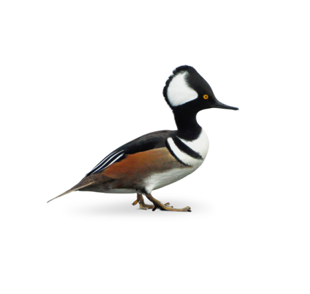 A Hooded Merganser is standing in profile.