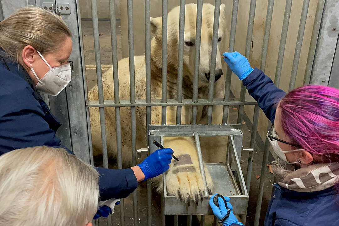 Tierärztin und Tierpflegerin führen bei einem Eisbären einen Allergietest durch.