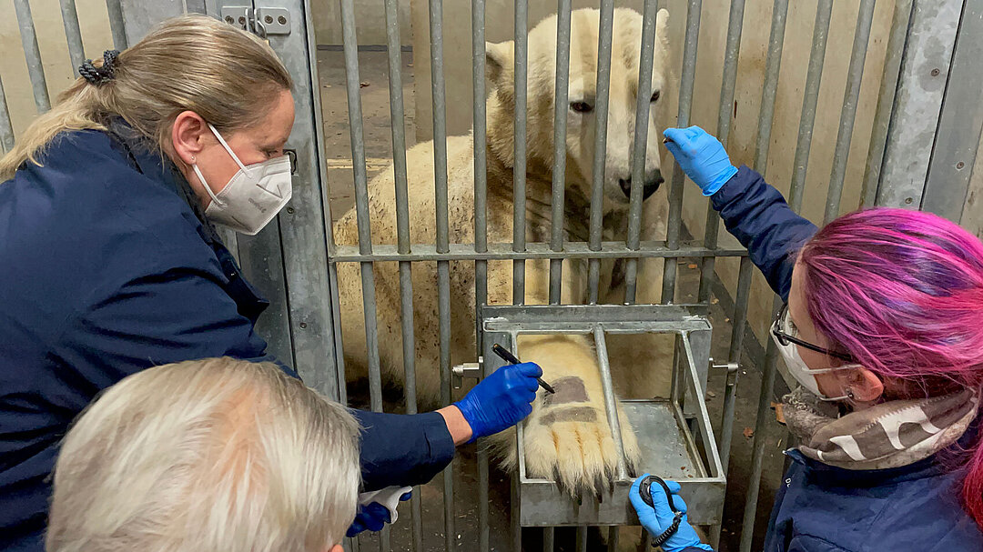 Die Tierärztin führt gemeinsam mit einer Tierpflegerin einen Allergietest an der Eisbärin durch.