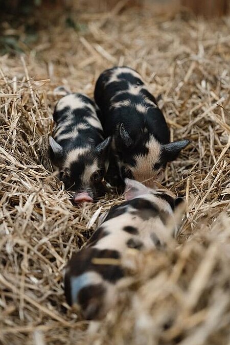Die Kunekune-Ferkel im Stroh.