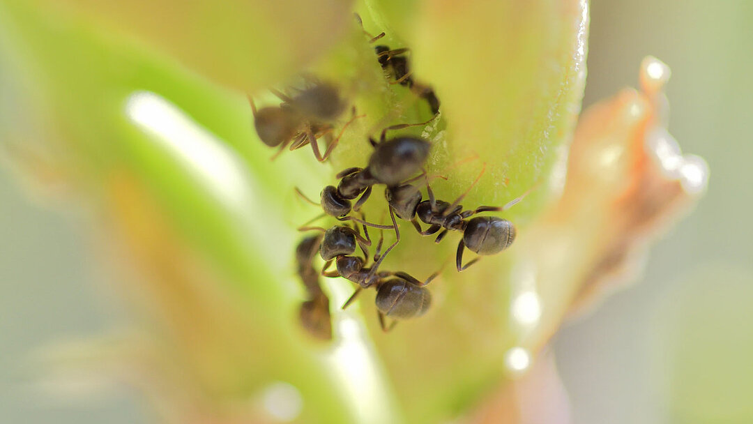mehrere Ameinsen krabbeln einen grünen Ast hoch
