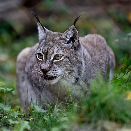 A lynx sits slightly crouched behind a tuft of grass and looks attentively to the left side of the picture.