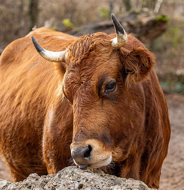 Ein Murnau-Werdenfelser-Rind