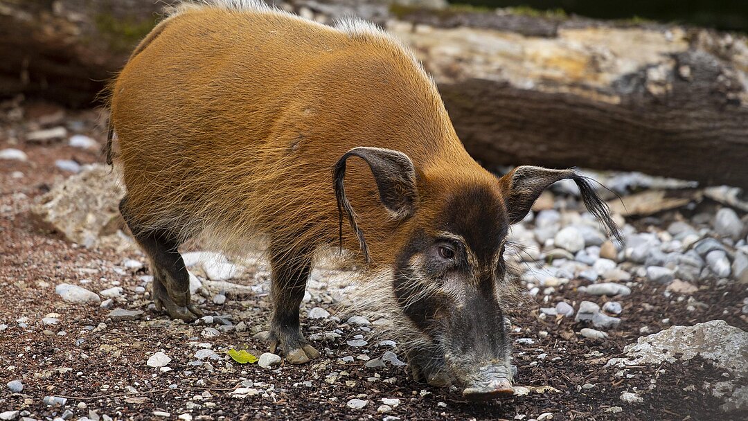 [Translate to English:] Pinselohrschwein auf braunem Boden