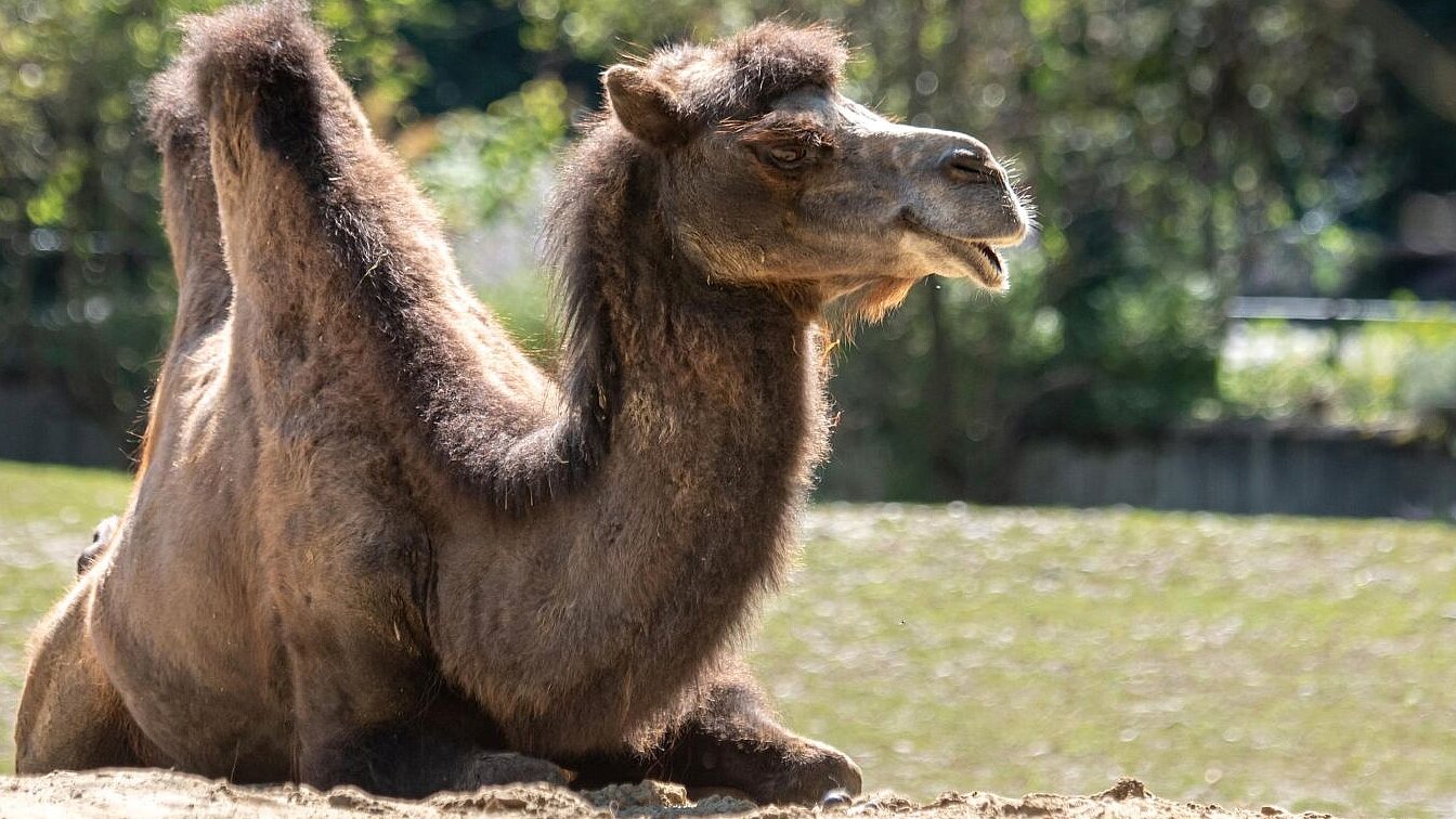 ein Trampeltier liegt auf der sonnigen Außenanlage im Tierpark Hellabrunn