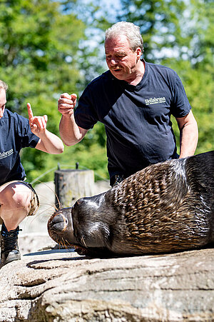 Ein älterer Tierpfleger erklärt der Auszubildenden die Vorgehensweise beim Seelöwen-Training.