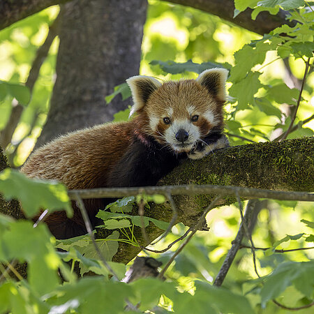 Ein roter Panda liegt auf einem Ast, leicht verdeckt von Blättern.