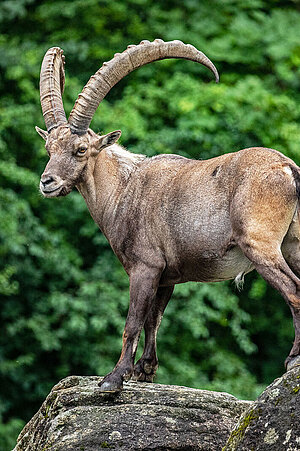 Alpine Ibex.