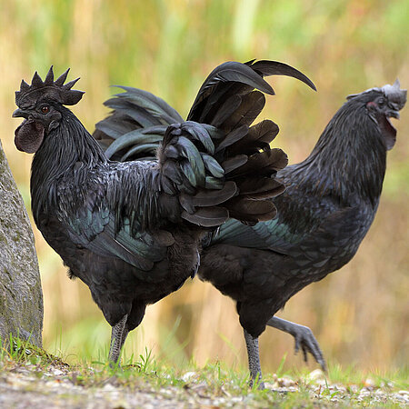 Zwei Ayam Cemani Hühner laufen in entgegengesetzer Richtung über eine Wieseim Tierpark Hellabrunn.