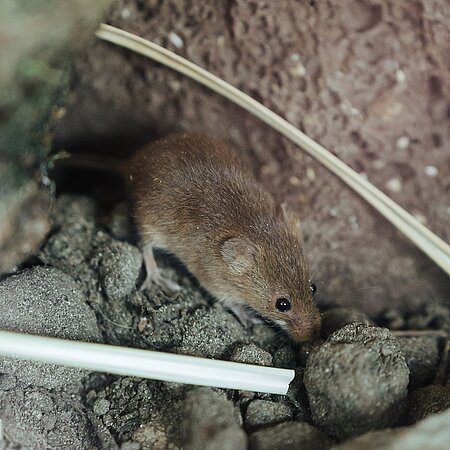 [Translate to English:] Braune kleine Eurasische Zwergmaus sitzt auf grauen Steinen