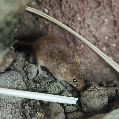[Translate to English:] Braune kleine Eurasische Zwergmaus sitzt auf grauen Steinen
