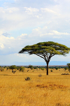 Eine Savannenlandschaft in Afrika.