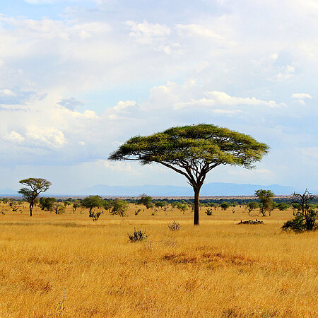 Eine Savannenlandschaft in Afrika.